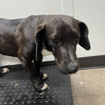 Dachshund Dogs Available for Adoption - Little Debbie | PetCurious