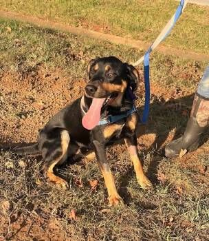 Henry -  Labrador Retriever and Hound Dog for Adoption in Monterey, Virginia - Henry | PetCurious