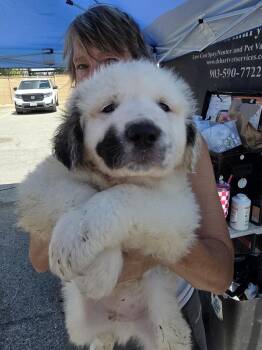 Smudge DFW -  Anatolian Shepherd and Great Pyrenees Dog for Adoption in Quinlan, Texas - Smudge DFW | PetCurious