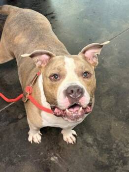 Mixed Breed Dogs Available for Adoption in Memphis, Tennessee - Zeke | PetCurious