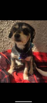 Havanese and Wirehaired Terrier Dogs Available for Adoption - Momma | PetCurious
