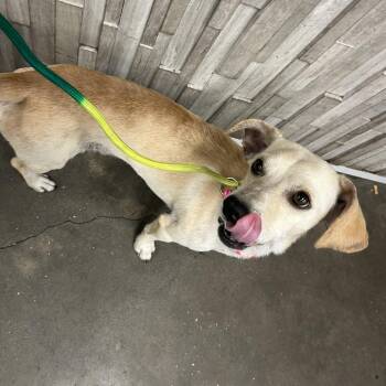 Phineas -  Dachshund and Mixed Breed Dog for Adoption in Tampa, Florida - Phineas | PetCurious