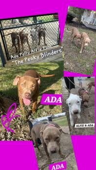 Chocolate Labrador Retriever and American Bulldog Dogs Available for Adoption in Jackson, Tennessee - ADA | PetCurious
