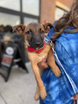 Dolly -  Hound and Pit Bull Terrier Dog for Adoption in Greenlawn, New York - Dolly | PetCurious