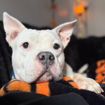 Luna -  Mixed Breed Dog for Adoption in Chicago, Illinois - Luna | PetCurious