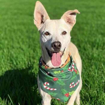 Labrador Retriever and Shepherd Dogs Available for Adoption - Max Garrison | PetCurious