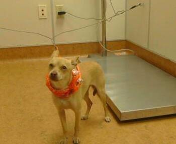 GOLDIE -  Chihuahua Dog for Adoption in Sacramento, California - GOLDIE | PetCurious