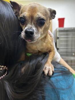Scooby -  Mixed Breed Dog for Adoption in Raleigh, North Carolina - Scooby | PetCurious