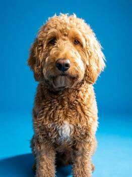 JAXSON -  Mixed Breed Dog for Adoption in Jacksonville, Florida - JAXSON | PetCurious