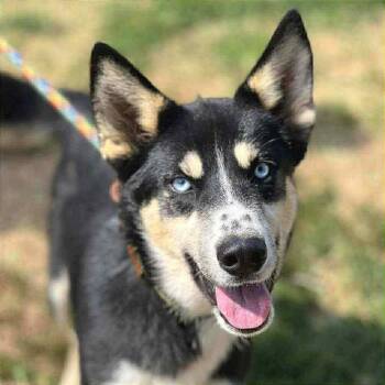 Rescue Shepherd and Husky Dogs for Adoption in Martinsburg, West Virginia - Jackie Blue | PetCurious
