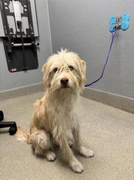 TOYBOX -  Terrier and Mixed Breed Dog for Adoption in Las Vegas, Nevada - TOYBOX | PetCurious