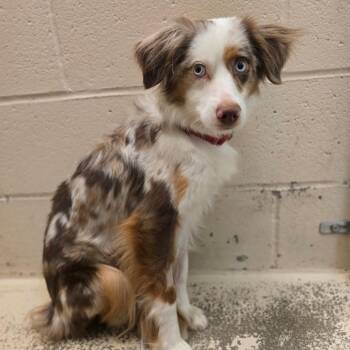 Flossie -  Australian Shepherd Dog for Adoption in Columbia, Missouri - Flossie | PetCurious