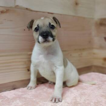 Pit Bull Terrier and Mixed Breed Dogs Available for Adoption in Griswold, Connecticut - Callie | PetCurious