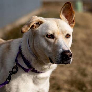 Labrador Retriever Dogs Available for Adoption - Phoebe | PetCurious