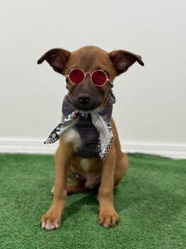 Joey-One of our Amazing Rescue Dogs -  Shepherd and Carolina Dog Dog for Adoption in Carlsbad, California - Joey-One Of Our Amazing Rescue Dogs | PetCurious