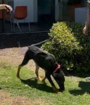 Dusty -  Shepherd and Doberman Pinscher Dog for Adoption in Frazier Park, California - Dusty | PetCurious