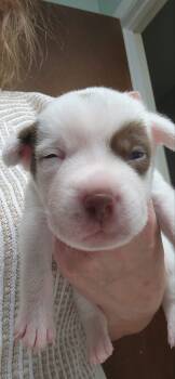 Cher -  Labrador Retriever Dog for Adoption in Westport, Connecticut - Cher | PetCurious