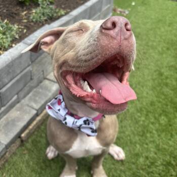 Molly -  Pit Bull Terrier Dog for Adoption in Essex, Maryland - Molly | PetCurious