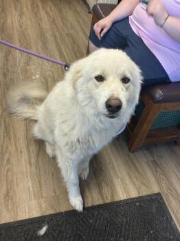 Demi -  Great Pyrenees Dog for Adoption in Fremont, Nebraska - Demi | PetCurious