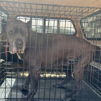 Leona -  Cane Corso Dog for Adoption in Lakehead, California - Leona | PetCurious