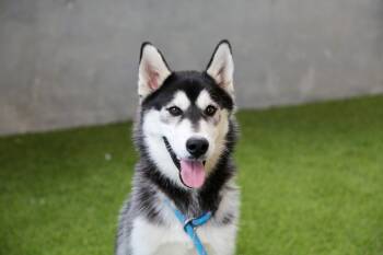 Rescue Alaskan Malamute Dogs for Adoption in Riverton, Utah - Shadow | PetCurious