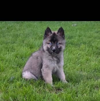 Jimmy -  Siberian Husky Dog for Adoption in Wheaton, Illinois - Jimmy | PetCurious