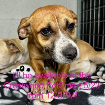 Mixed Breed Dogs Available for Adoption in Matteson, Illinois - Mun | PetCurious