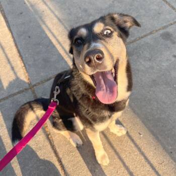 Mixed Breed Dogs Available for Adoption in Philadelphia, Pennsylvania - Kiwi | PetCurious