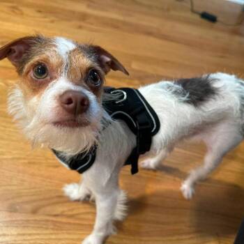 Lorax -  Jack Russell Terrier and Mixed Breed Dog for Adoption in Jarrettsville, Maryland - Lorax | PetCurious
