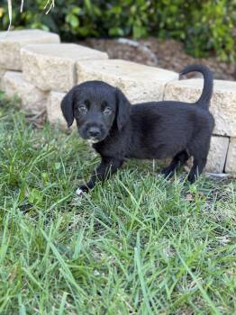 Labrador Retriever and Brittany Spaniel Dogs Available for Adoption - Piano | PetCurious