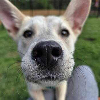 Yuma -  Husky Dog Available for Adoption in Pittsburgh, Pennsylvania - Yuma | PetCurious