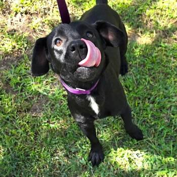 Ms. Sweet Velvet -  Dachshund and Black Labrador Retriever Dog for Adoption in Ridgefield, Washington - Ms. Sweet Velvet | PetCurious