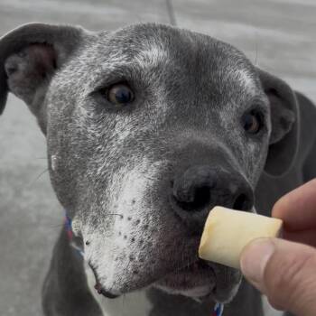 Pit Bull Terrier Dogs Available for Adoption - Dillinger | PetCurious