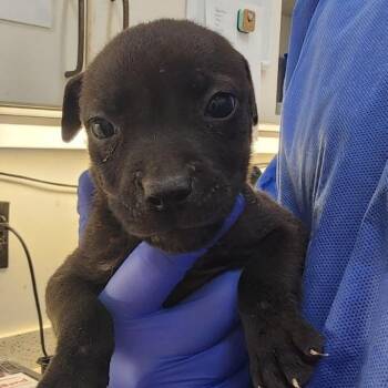 Mixed Breed Dogs Available for Adoption - Wave | PetCurious