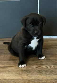 American Staffordshire Terrier and Pit Bull Terrier Dogs Available for Adoption in Holly Springs, North Carolina - Elmore | PetCurious