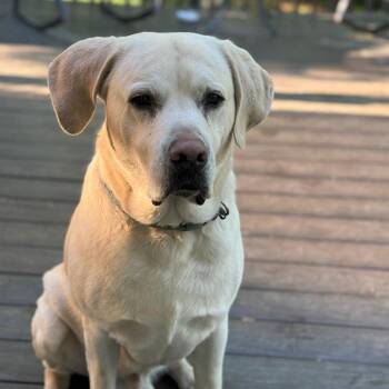 Nash -  Labrador Retriever Dog for Adoption in Aberdeen, North Carolina - Nash | PetCurious