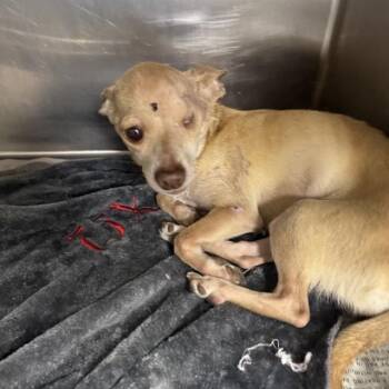 Chihuahua Dogs Available for Adoption in San Antonio, Texas - CARMEN | PetCurious
