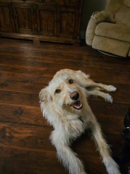 Rescue Mixed Breed Dogs for Adoption in Rialto, California - Charlie | PetCurious