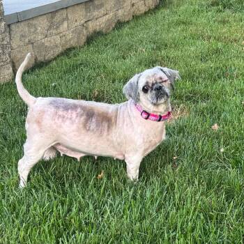 Beatrice -  Lhasa Apso and Mixed Breed Dog for Adoption in Northville, Michigan - Beatrice | PetCurious