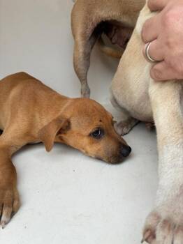 Yosef -  Yellow Labrador Retriever Dog for Adoption in Mobile, Alabama - Yosef | PetCurious