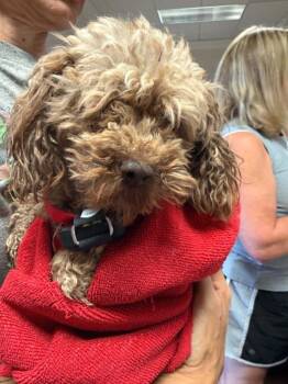 Tips -  Poodle Dog for Adoption in Holly Springs, North Carolina - Tips | PetCurious