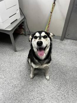 Siberian Husky and Mixed Breed Dogs Available for Adoption - PIPPA | PetCurious