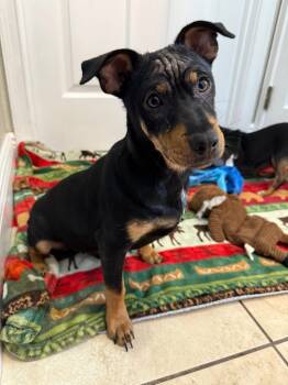 Rescue Chihuahua and Mixed Breed Dogs for Adoption in Orlando, Florida - Slate | PetCurious