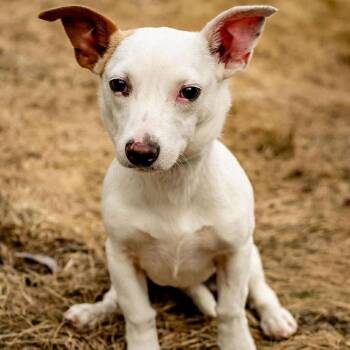 Chihuahua and Mixed Breed Dogs Available for Adoption - Biscuits | PetCurious
