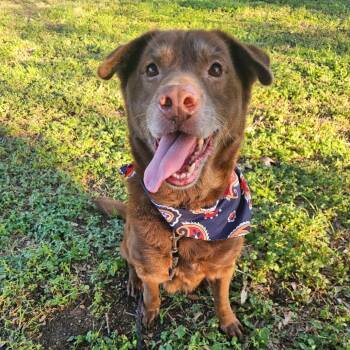 Twix -  Mixed Breed Dog for Adoption in Austin, Texas - Twix | PetCurious
