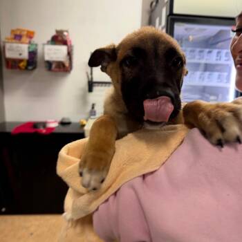 Tapatio -  German Shepherd Dog and Mixed Breed Dog for Adoption in Tacoma, Washington - Tapatio | PetCurious