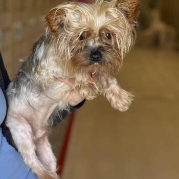 Biggie -  Yorkshire Terrier Dog for Adoption in Chicago, Illinois - Biggie | PetCurious