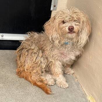 IVHS-Stray-143127 -  Miniature Poodle Dog for Adoption in San Gabriel, California - IVHS-Stray-143127 | PetCurious
