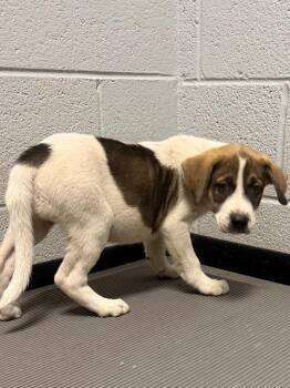 Millie -  Mixed Breed Dog for Adoption in Henderson, North Carolina - Millie | PetCurious