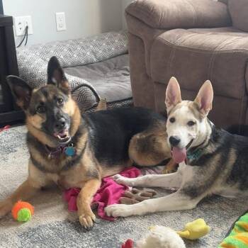 Kojak -  Husky Dog for Adoption in Fargo, North Dakota - Kojak | PetCurious